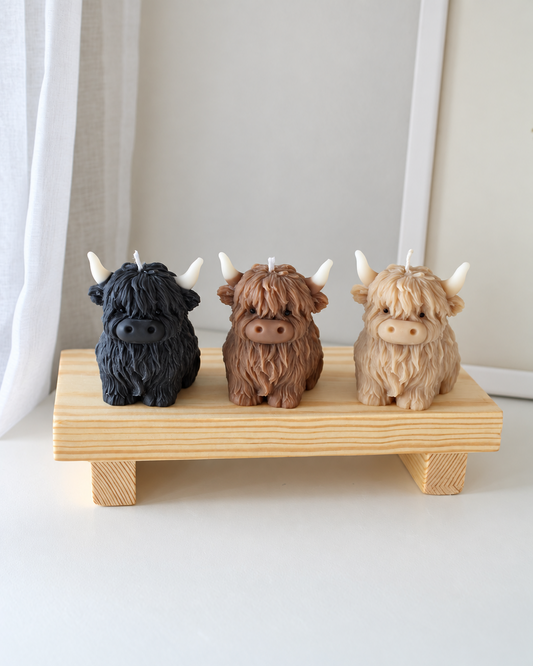 Highlander cow